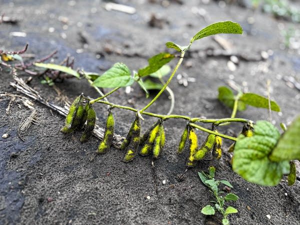 soybeans 