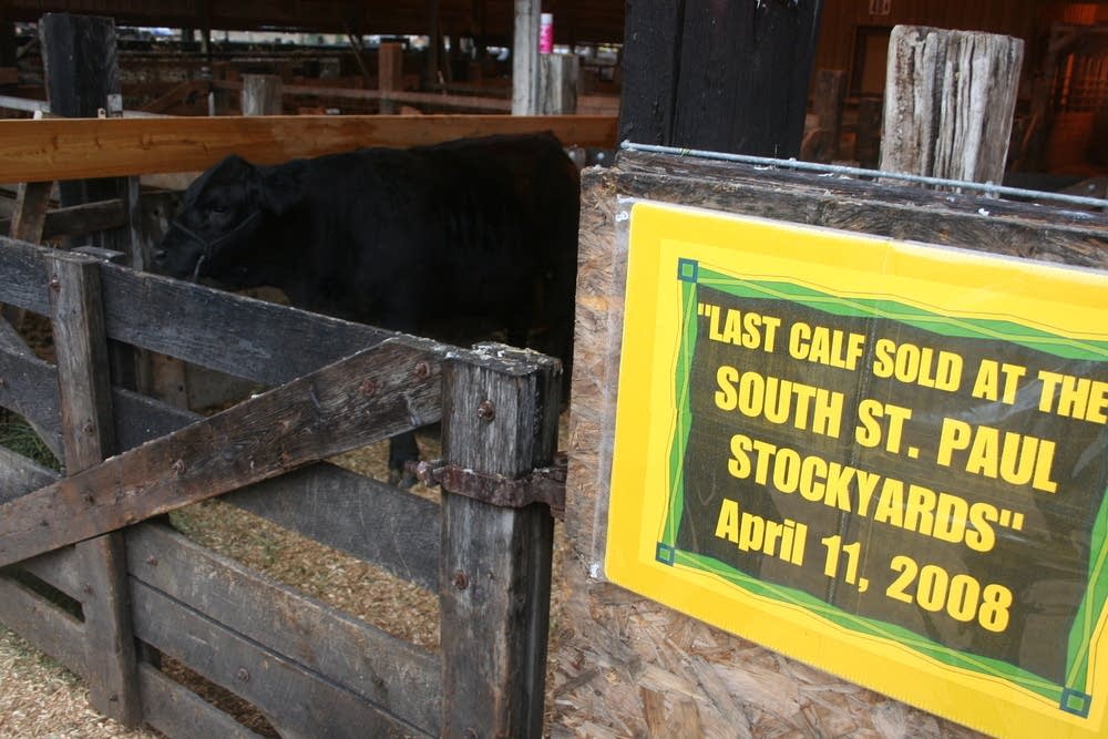 The last calf
