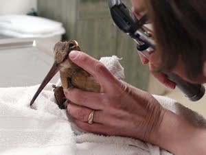 A vet examines a woodcock.