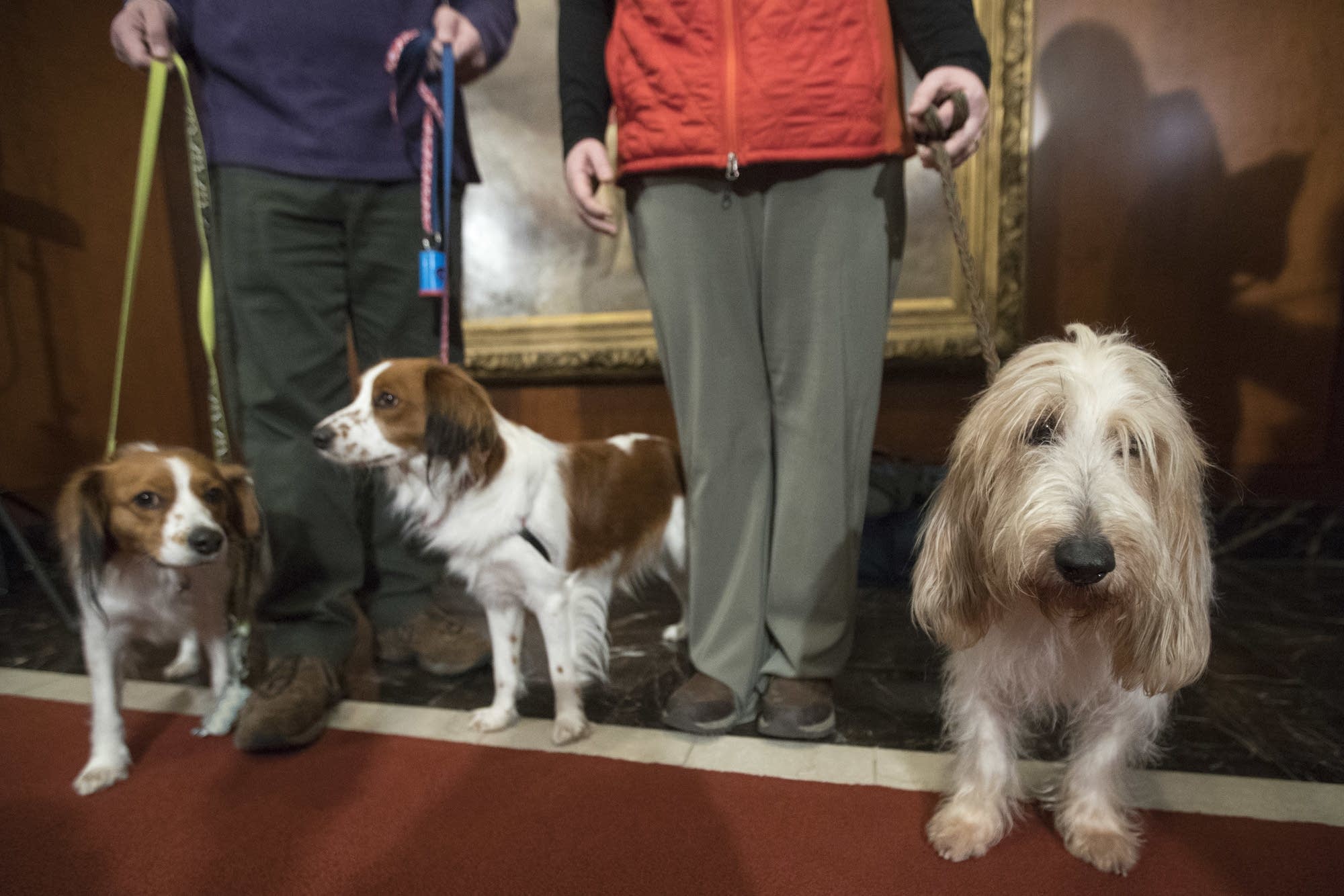 Dog meet dog American Kennel Club adds 2 breeds to roster MPR News