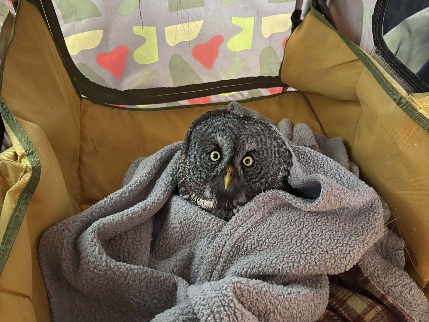 810366-20241225-owl-rescue03-