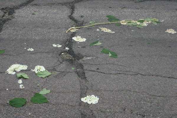 hydrangea-in-the-street