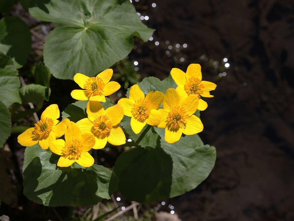 Photos Spring wildflowers in Minnesota MPR News