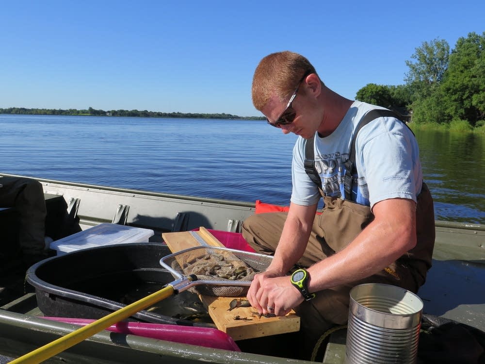 Jordan Wein took measurements of fish