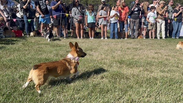 A dog watches as racers run down the track.