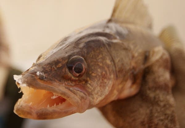 A walleye