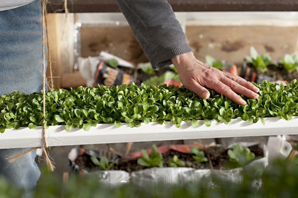 'Deep winter' greenhouse grows veggies yearround MPR News
