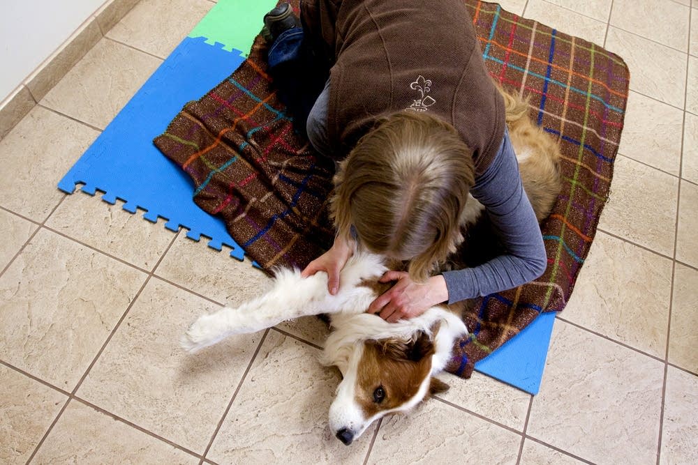 Animal chiropractor