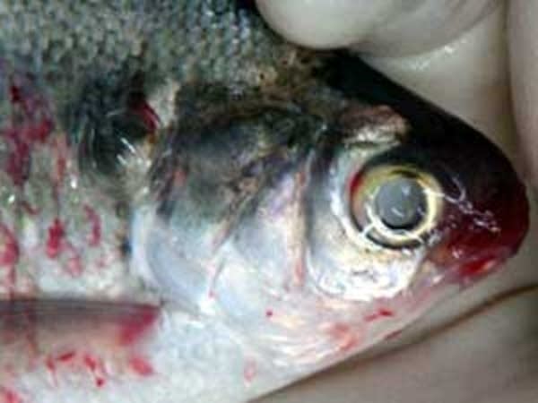 Group warns of approaching fish disease