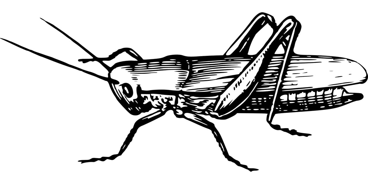 Cricket