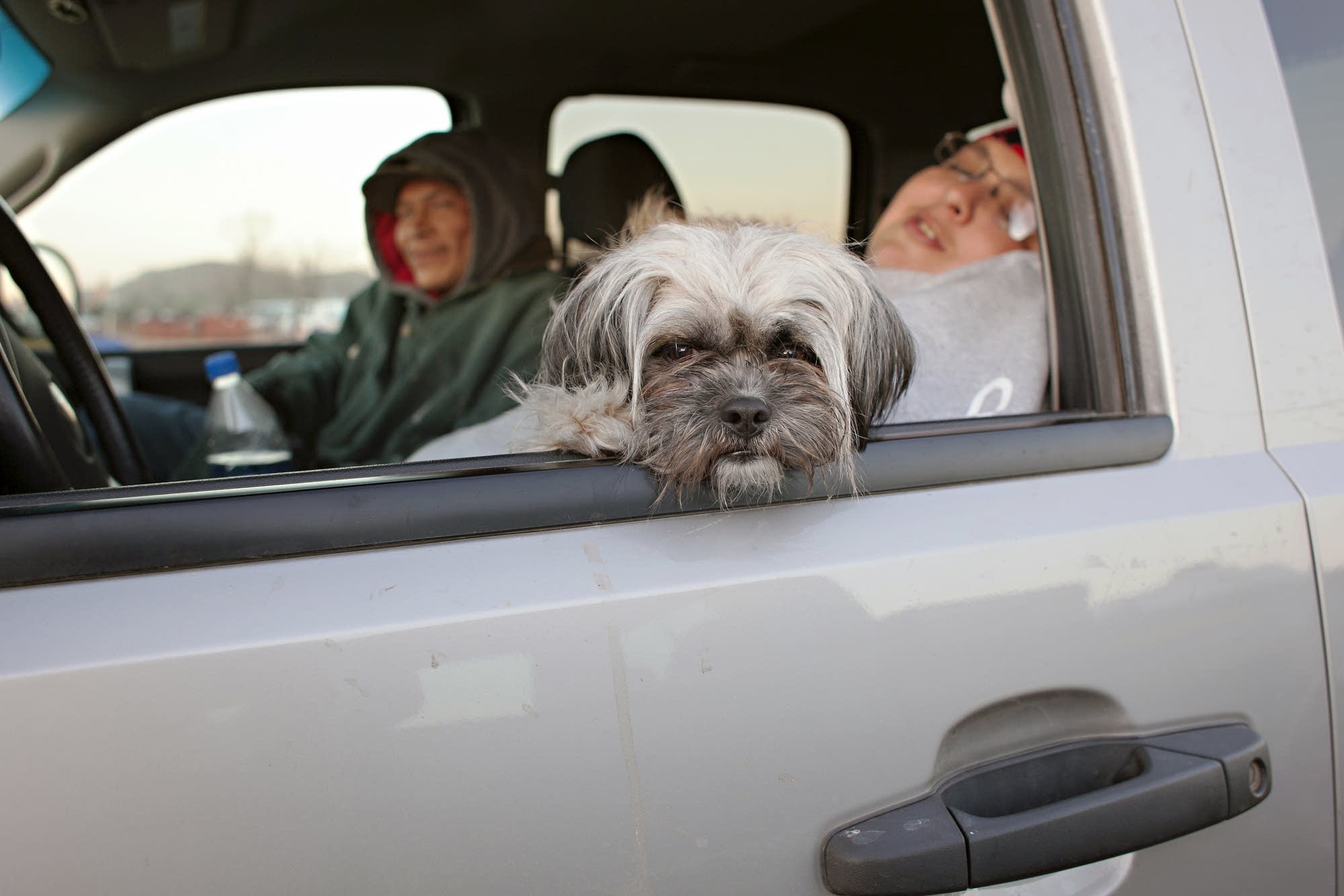 A rescue dog called Mni, which means water in Lakota