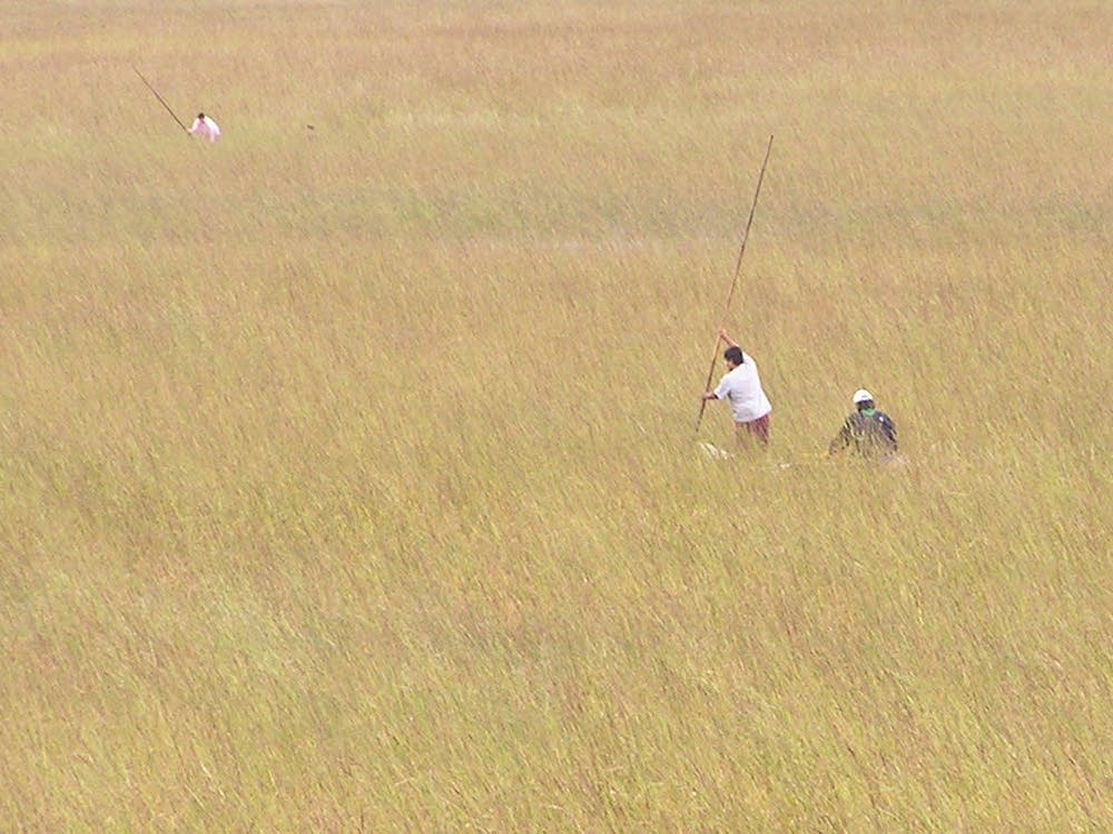 Harvesting wild rice