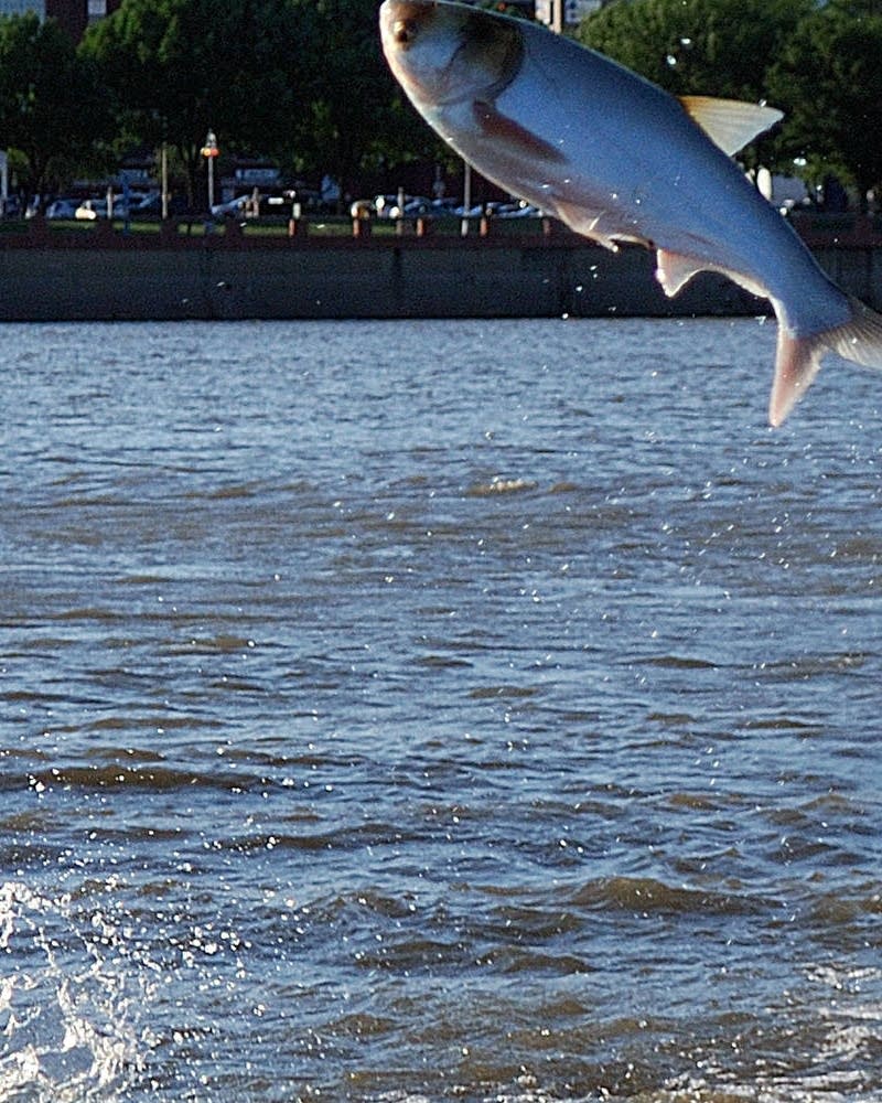 Some see dollar signs in invasive fish, image size:800x1000