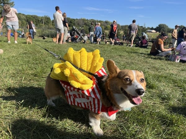 A corgi wears a costume that looks like fries.