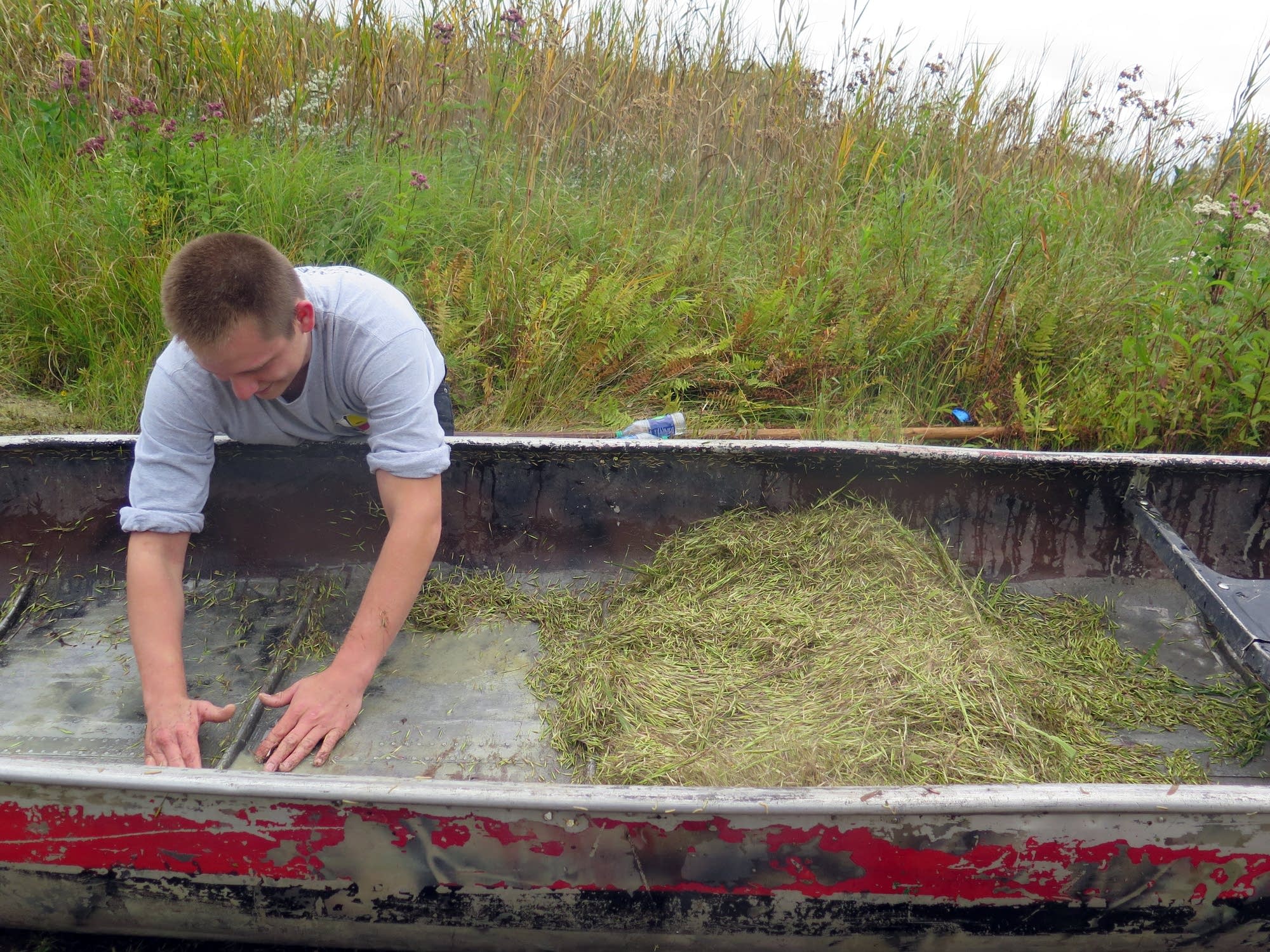 Bruce Martineau scoops up wild rice from the bottom of his canoe.