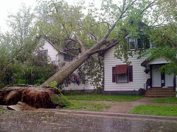 Tree down