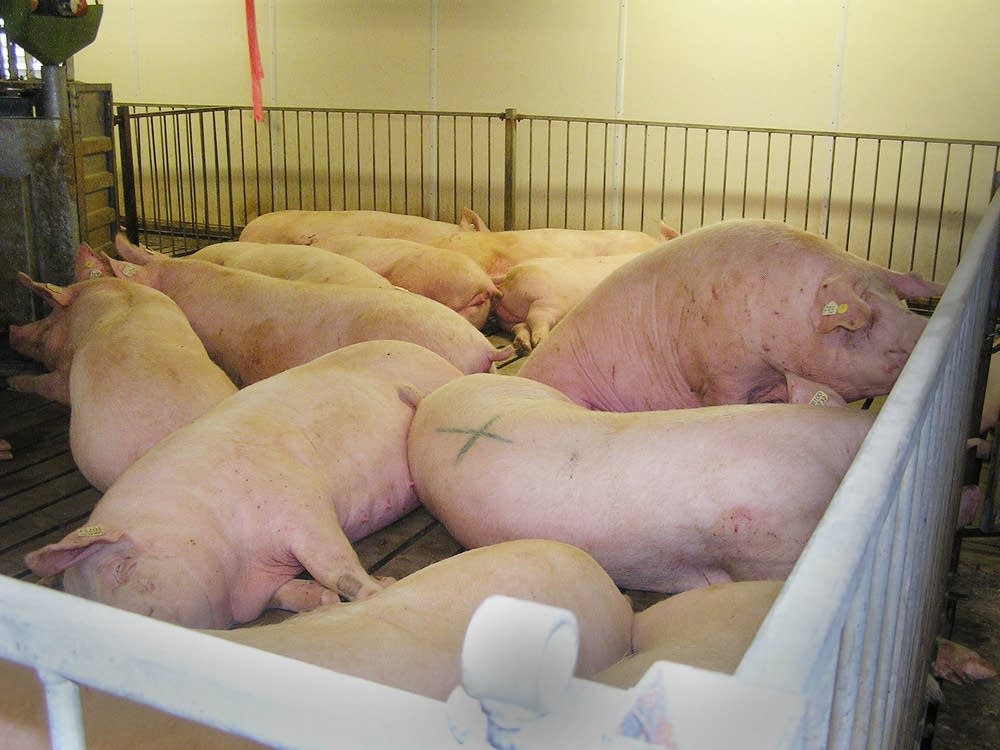 Open hog pen