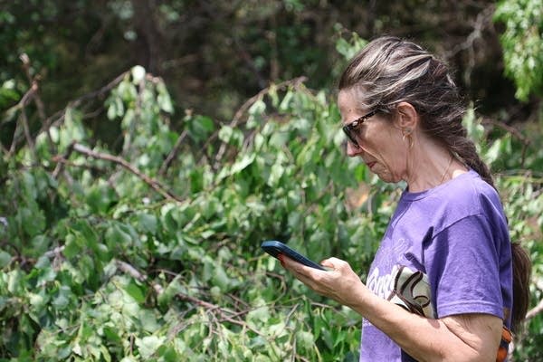 A woman stands outside near a fallen tree, looking down at a phone.