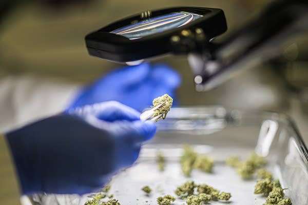 Minnesota’s 2 cannabis, hemp testing facilities gear up for boom in recreational market
