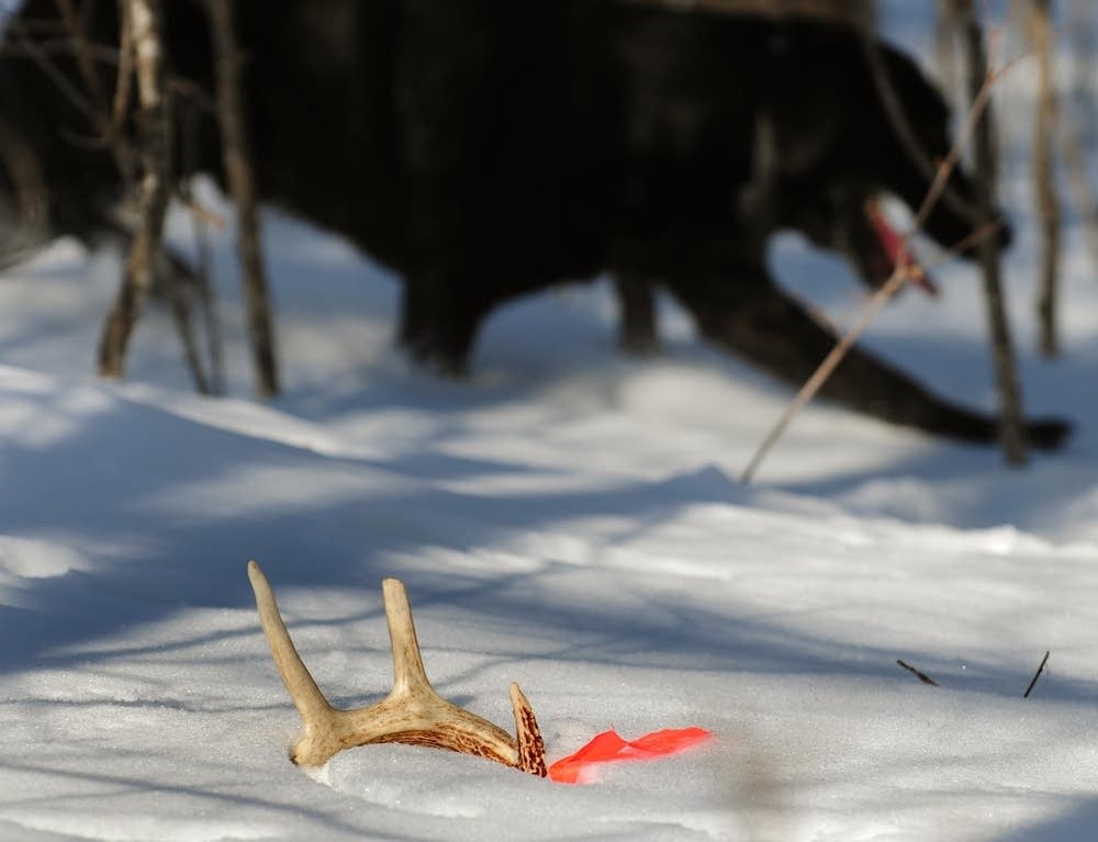 Antler