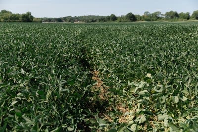 A field of soybeans grow