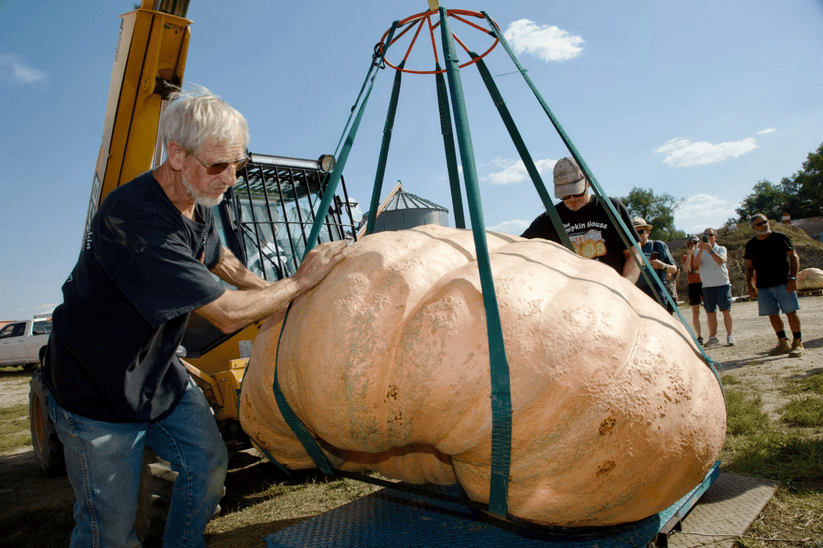 386fc2-20251021-people-weigh-pumpkins-823 These Midwesterners raise giant pumpkins