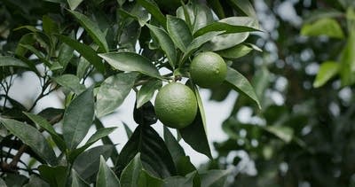 Young, green navel oranges hang on a tree in central China's Jiangxi province.