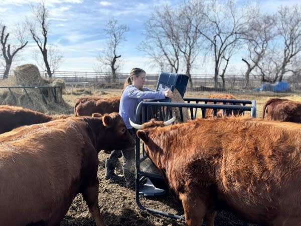 A person feeds a cow