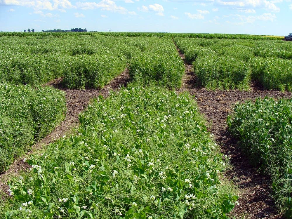 Pea varieties