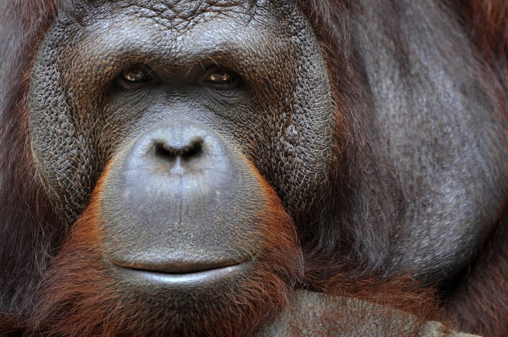 An orangutan sits in its enclosure