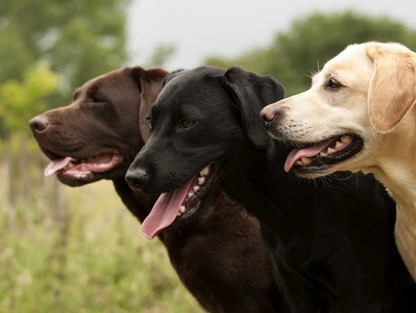 Labradors can be three different colors