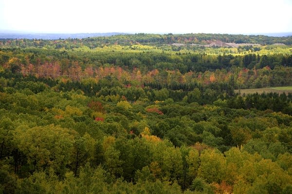 A forest canopy with autumn colors is seen from above.