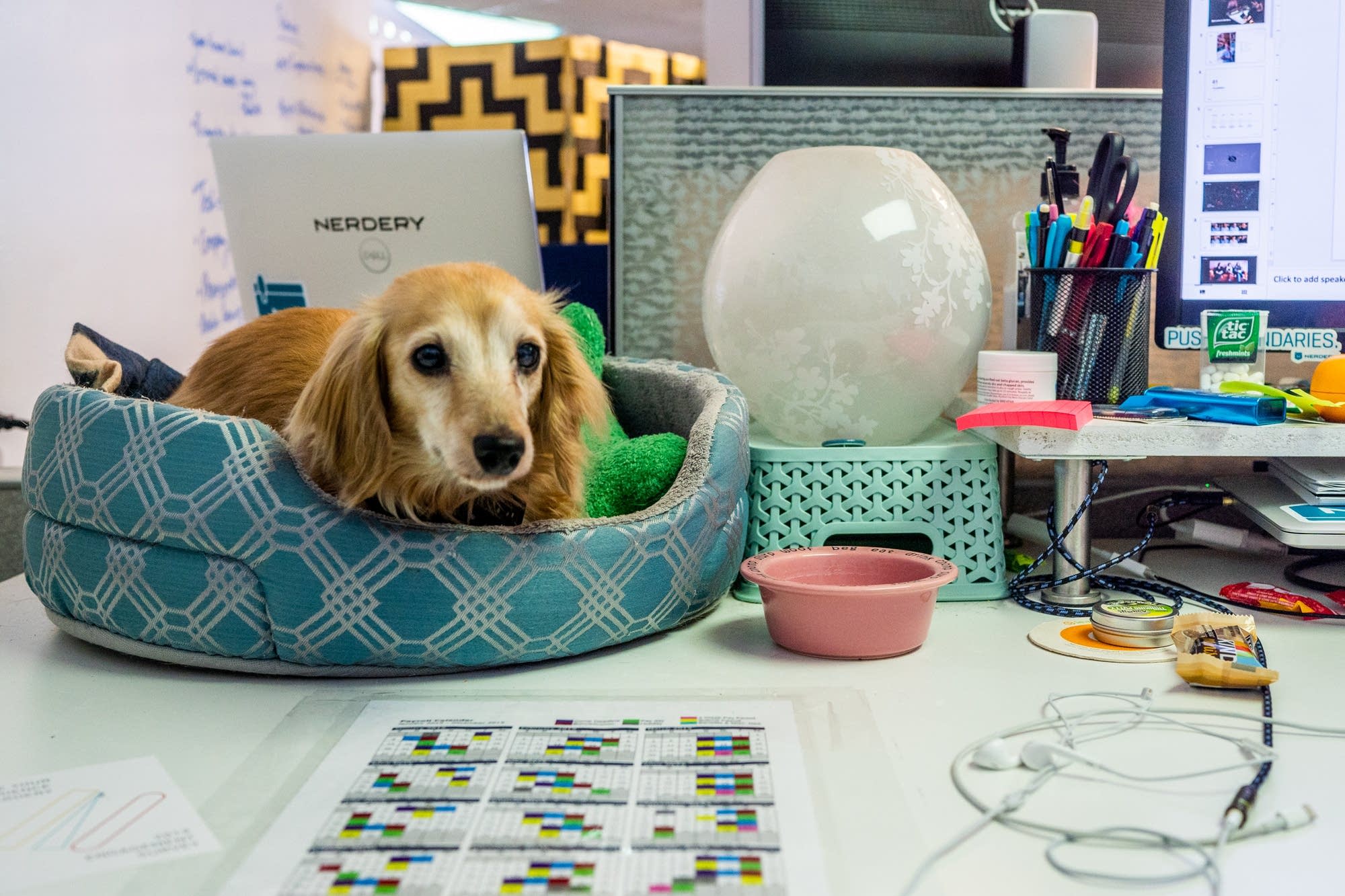 Marley, a 10-year-old mini dachshund, sits in a doggy bed.