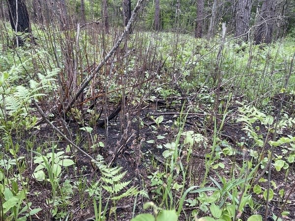 Wild strawberries on the forest floor