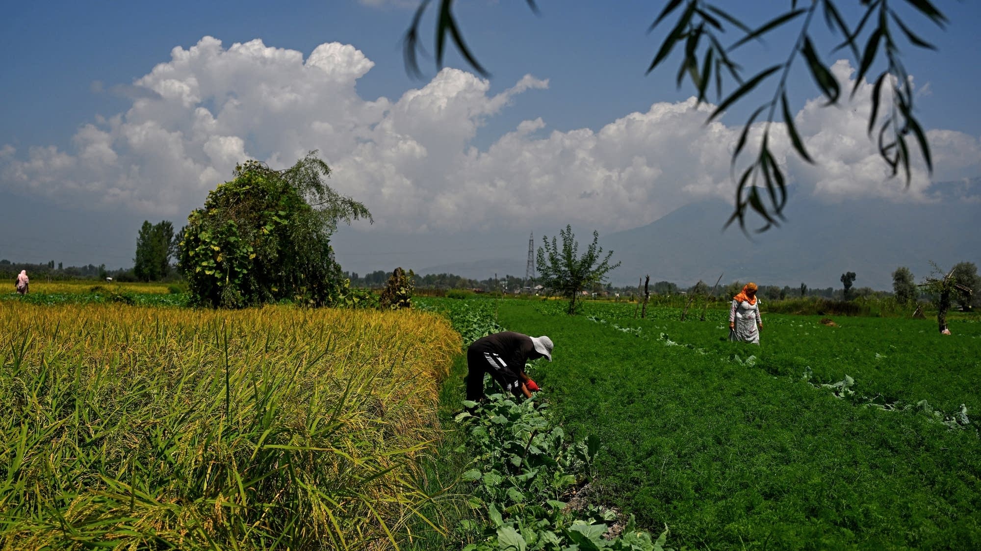 What a dry monsoon season means for the Indian economy