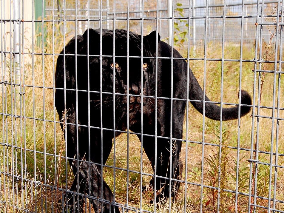 Black panther
