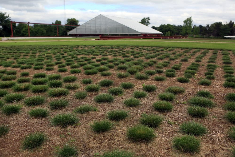 Grass species