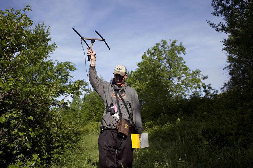 Searching for warblers