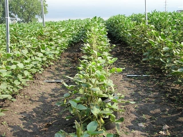 Soybeans