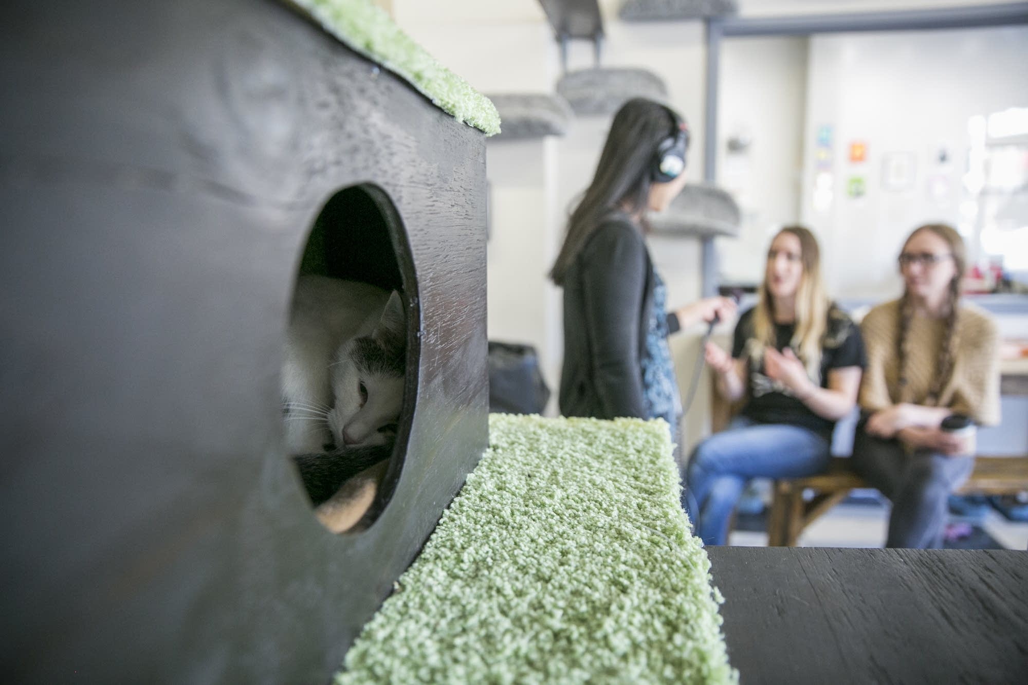 A cat named Oveo snuggles inside one of many hiding places