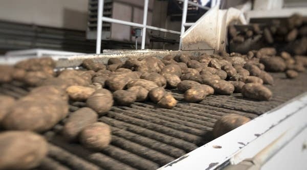 Potatoes scoot by on belts at Balcom and Moe, Inc. in Pasco. The potatoes are rinsed, sized and put in bags destined for America’s supermarkets. The potato farmer and packer-shipper has been in business since the 1920s.