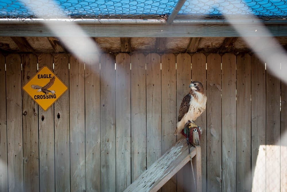 Falconer