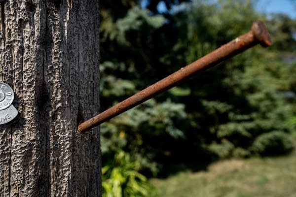 A spike with hair on it sticks out of a telephone pole.