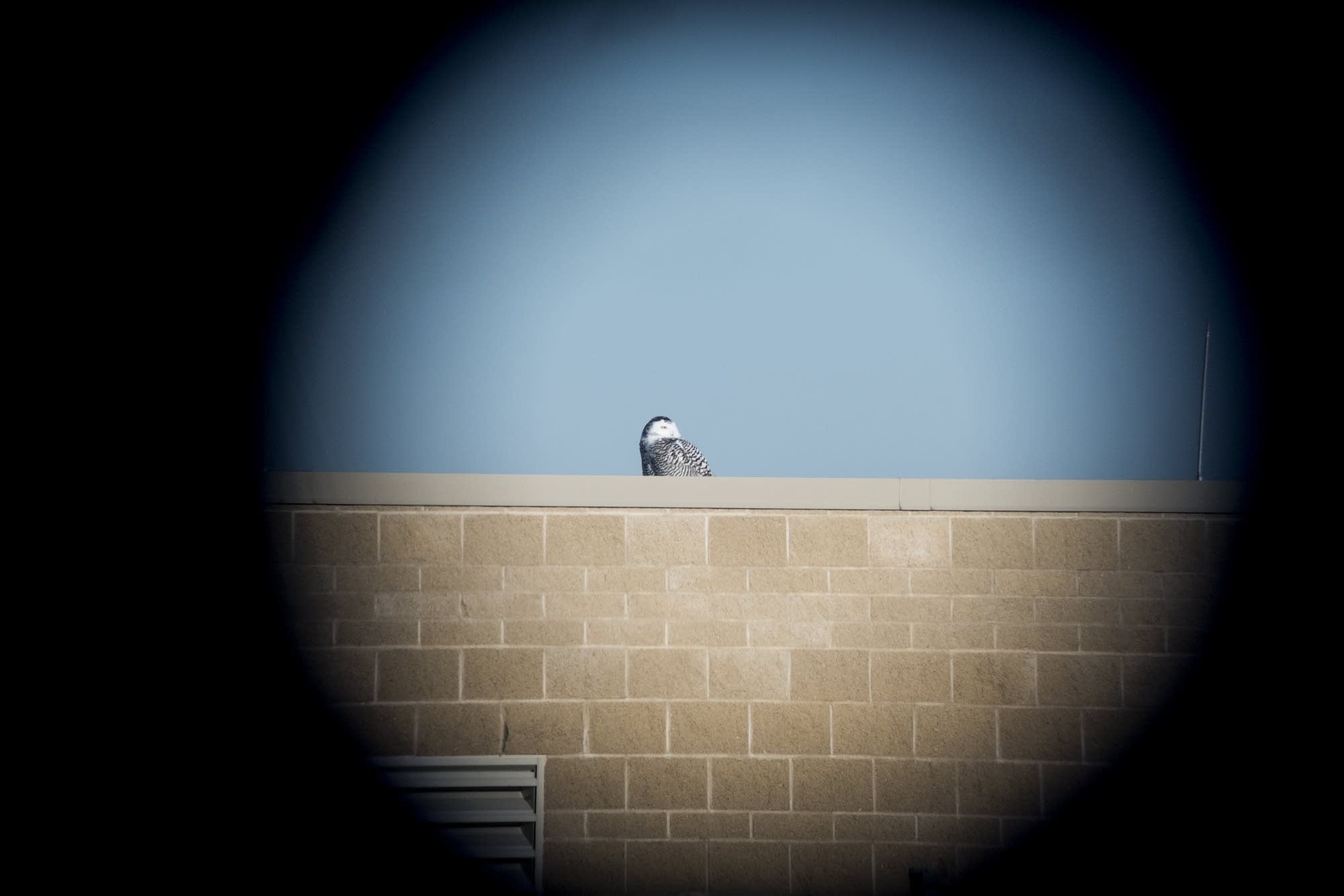 A snowy owl is seen through a spotting scope.