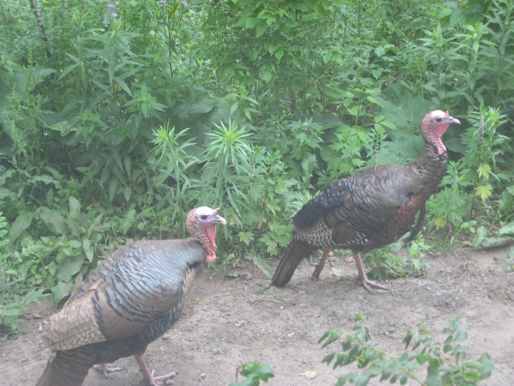 Wild turkeys