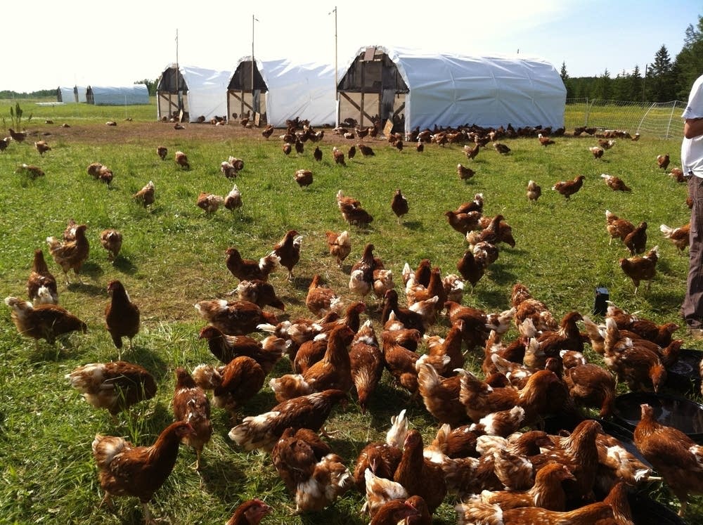 The world of egg farming comes with its own lingo