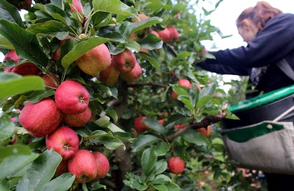 An apple picker works at an orchard farm in the U.K.
