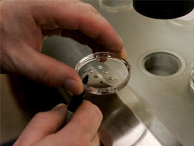 embryos