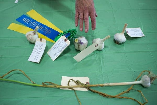 This weekend's Minnesota Garlic Fest honors crop that's as fun to grow as it is to eat