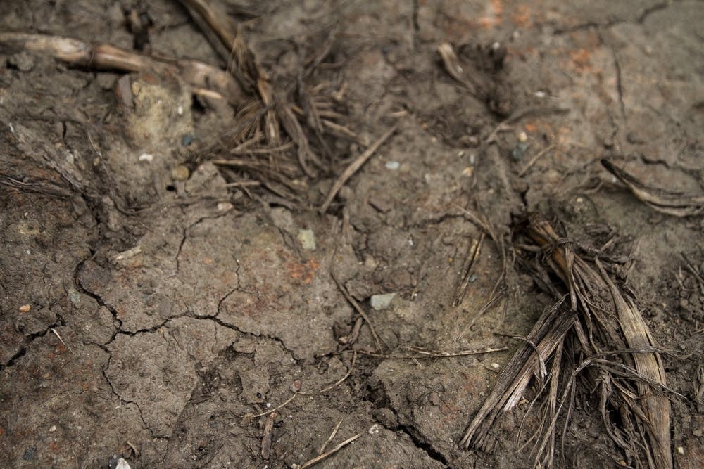 Cracks on the soil show overworked soil.